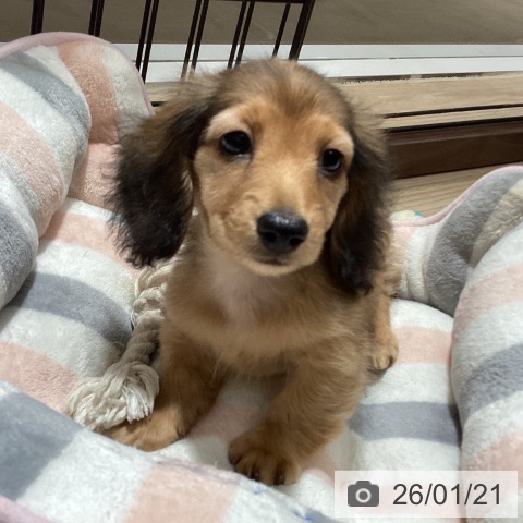 徳島県のミニチュアダックスフンド(ロング) (ペットプラス 徳島店/2025年11月19日生まれ/男の子/シェーデットレッド)の子犬の4枚目の画像