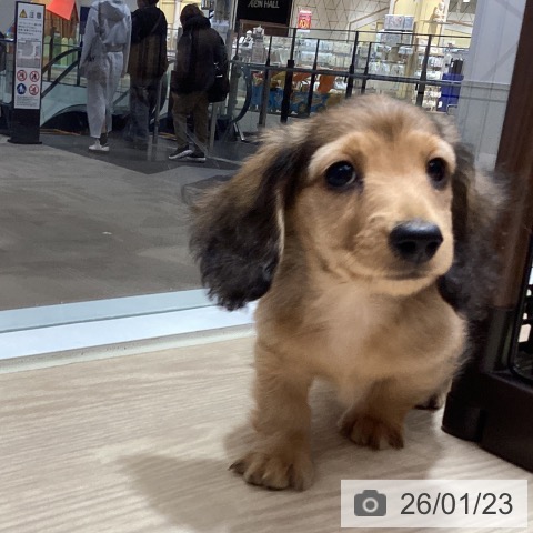 徳島県のミニチュアダックスフンド(ロング) (ペットプラス 徳島店/2025年11月19日生まれ/男の子/シェーデットレッド)の子犬の3枚目の画像