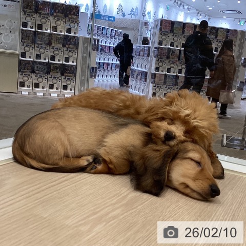 愛媛県のミニチュアダックスフンド(ロング) (ペットプラス 新居浜店/2025年11月19日生まれ/男の子/シェーデットレッド)の子犬の3枚目の画像