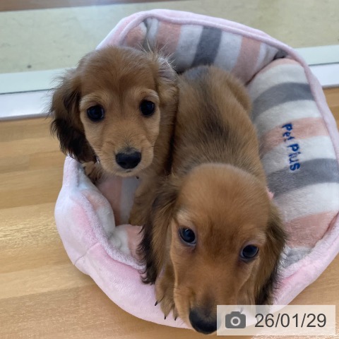 香川県のミニチュアダックスフンド(ロング) (ペットプラス 高松店/2025年11月19日生まれ/女の子/シェーデットレッド)の子犬の4枚目の画像