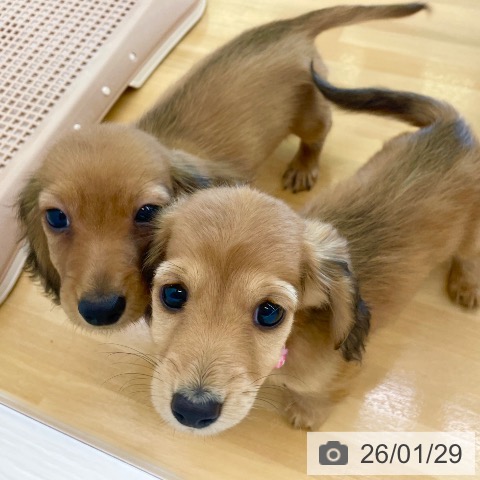 香川県のミニチュアダックスフンド(ロング) (ペットプラス 高松店/2025年11月19日生まれ/女の子/シェーデットレッド)の子犬の3枚目の画像