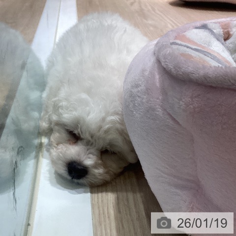 岡山県のビションフリーゼ (ペットプラス 岡山店/2025年11月17日生まれ/男の子/ホワイト)の子犬の3枚目の画像