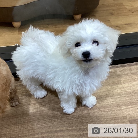 ビション・フリーゼの写真