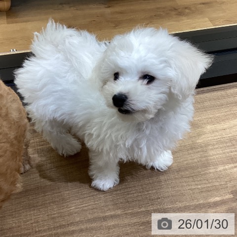 ビション・フリーゼの写真