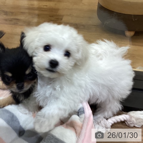 ビション・フリーゼの写真