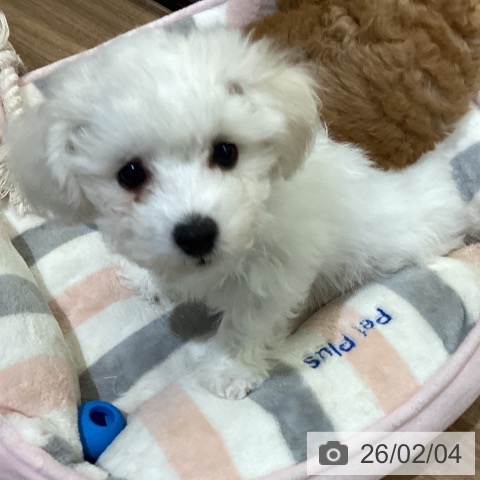 ビション・フリーゼの写真