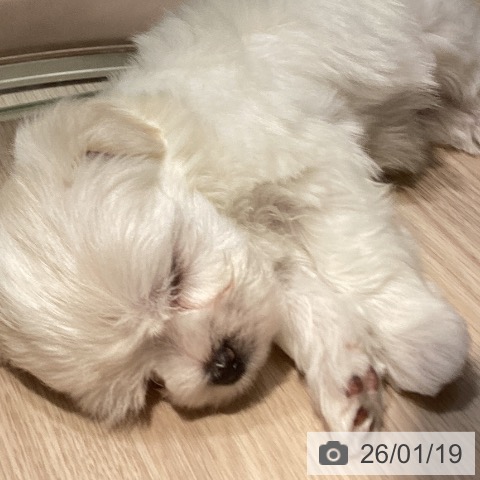 岡山県のマルチーズ (ペットプラス 岡山店/2025年11月19日生まれ/男の子/ホワイト)の子犬の3枚目の画像