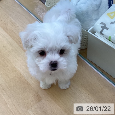 マルチーズの写真