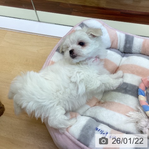 マルチーズの写真