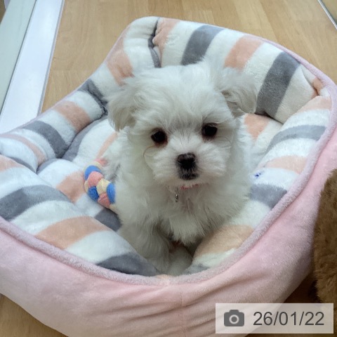 香川県のマルチーズ (ペットプラス 綾川店/2025年11月19日生まれ/女の子/ホワイト)の子犬の3枚目の画像