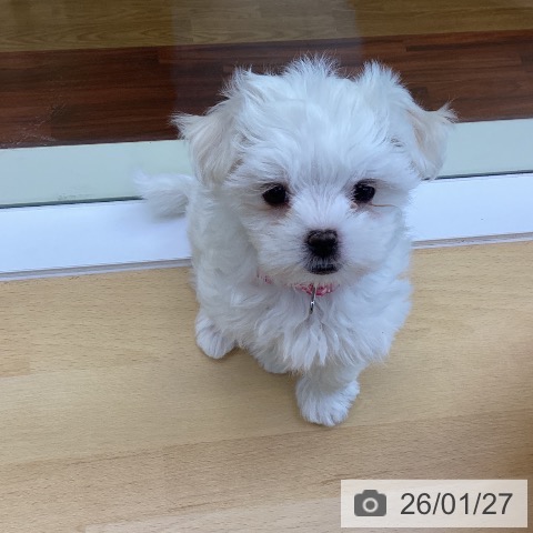 マルチーズの写真