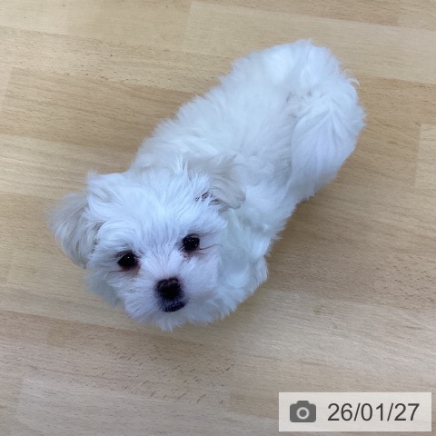 香川県のマルチーズ (ペットプラス 綾川店/2025年11月19日生まれ/女の子/ホワイト)の子犬の4枚目の画像