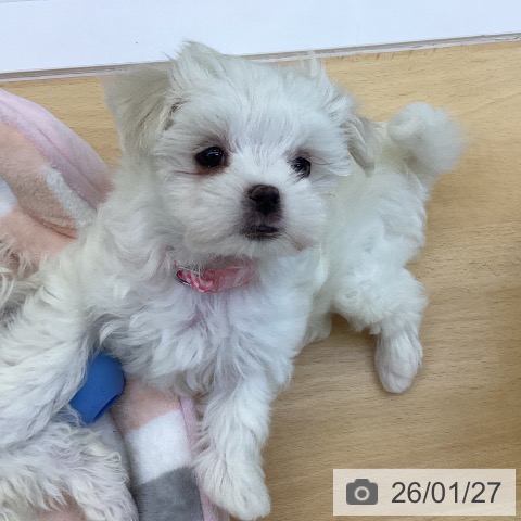 香川県のマルチーズ (ペットプラス 綾川店/2025年11月19日生まれ/女の子/ホワイト)の子犬の3枚目の画像