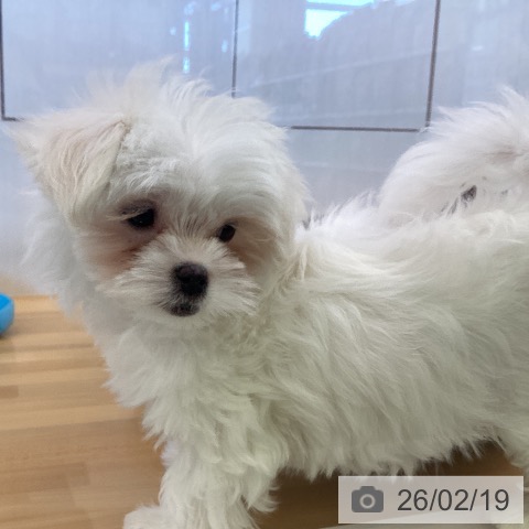 香川県のマルチーズ (ペットプラス 高松店/2025年11月19日生まれ/女の子/ホワイト)の子犬の3枚目の画像