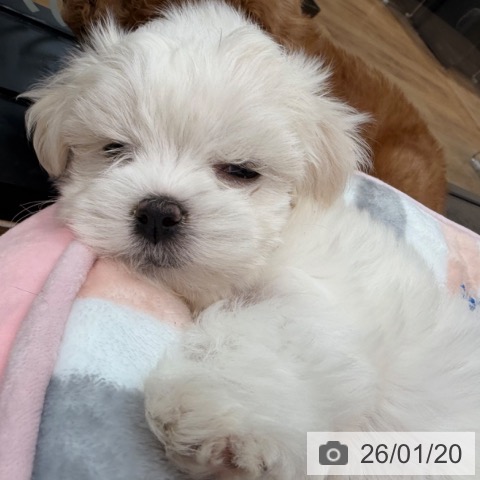 岡山県のマルチーズ (ペッツワン 岡山南店/2025年11月19日生まれ/女の子/ホワイト)の子犬の3枚目の画像