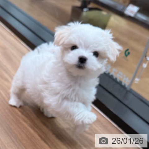 岡山県のマルチーズ (ペッツワン 岡山南店/2025年11月19日生まれ/女の子/ホワイト)の子犬の3枚目の画像