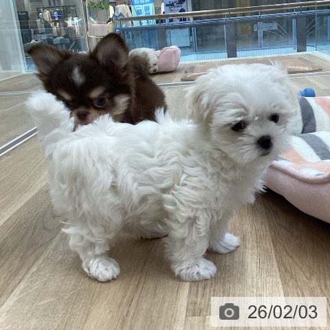 マルチーズの写真