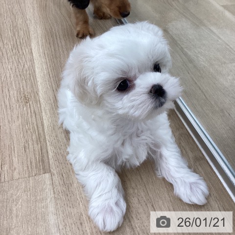 愛媛県のマルチーズ (ペットプラス 新居浜店/2025年11月19日生まれ/女の子/ホワイト)の子犬の4枚目の画像