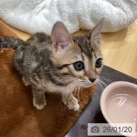 香川県のベンガル (ペットプラス 綾川店/2025年11月18日生まれ/女の子/ブラウンスポットタビー)の子猫の4枚目の画像