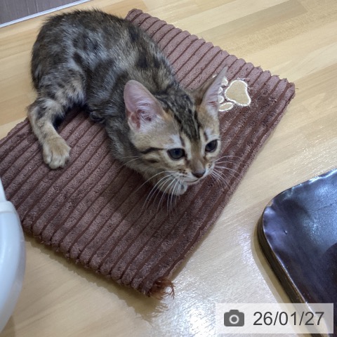 香川県のベンガル (ペットプラス 綾川店/2025年11月18日生まれ/女の子/ブラウンスポットタビー)の子猫の4枚目の画像