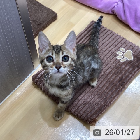 香川県のベンガル (ペットプラス 綾川店/2025年11月18日生まれ/女の子/ブラウンスポットタビー)の子猫の3枚目の画像