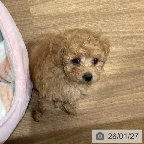 鳥取県のトイプードル(トイ) (ペッツワン 日吉津店/2025年11月19日生まれ/男の子/レッド)の子犬の3枚目の画像