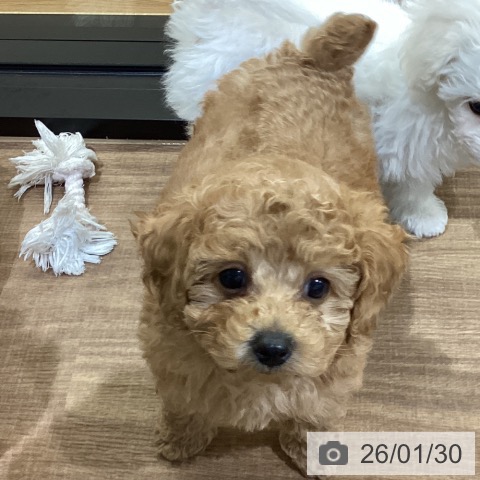 鳥取県のトイプードル(トイ) (ペッツワン 日吉津店/2025年11月19日生まれ/男の子/レッド)の子犬の4枚目の画像