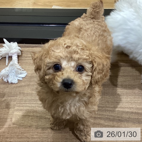 鳥取県のトイプードル(トイ) (ペッツワン 日吉津店/2025年11月19日生まれ/男の子/レッド)の子犬の3枚目の画像