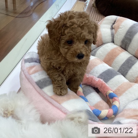 香川県のトイプードル(トイ) (ペットプラス 綾川店/2025年11月19日生まれ/女の子/レッド)の子犬の3枚目の画像