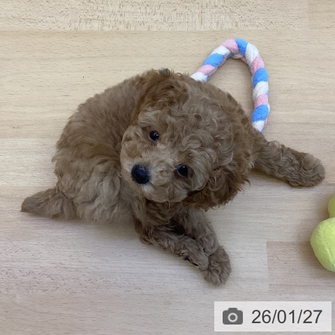 香川県のトイプードル(トイ) (ペットプラス 綾川店/2025年11月19日生まれ/女の子/レッド)の子犬の4枚目の画像