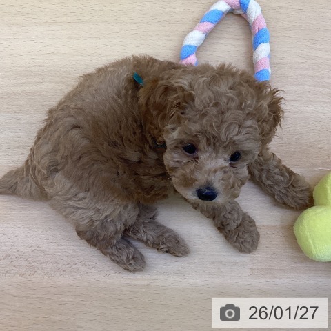 香川県のトイプードル(トイ) (ペットプラス 綾川店/2025年11月19日生まれ/女の子/レッド)の子犬の3枚目の画像