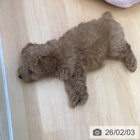 香川県のトイプードル(トイ) (ペットプラス 綾川店/2025年11月19日生まれ/女の子/レッド)の子犬の4枚目の画像