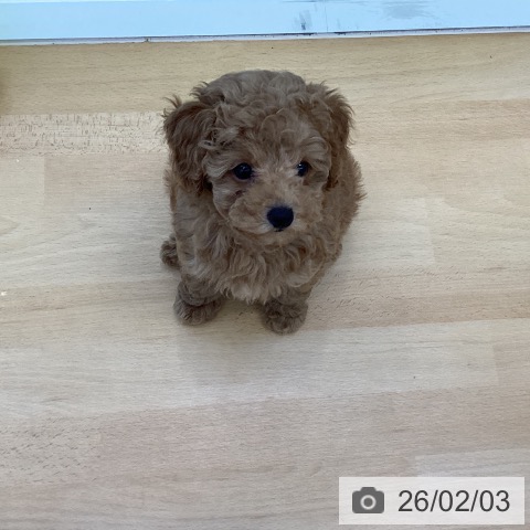 香川県のトイプードル(トイ) (ペットプラス 綾川店/2025年11月19日生まれ/女の子/レッド)の子犬の3枚目の画像