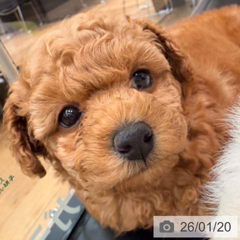 岡山県のトイプードル(トイ) (ペッツワン 岡山南店/2025年11月19日生まれ/女の子/レッド)の子犬の3枚目の画像