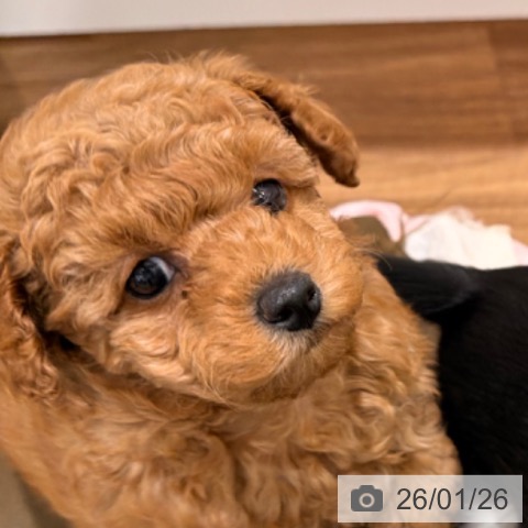 トイ・プードルの写真