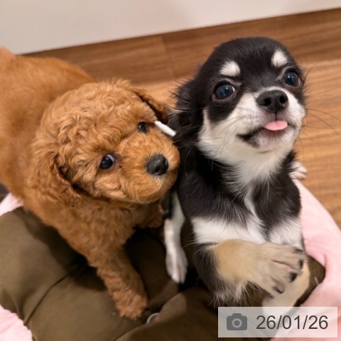 トイ・プードルの写真