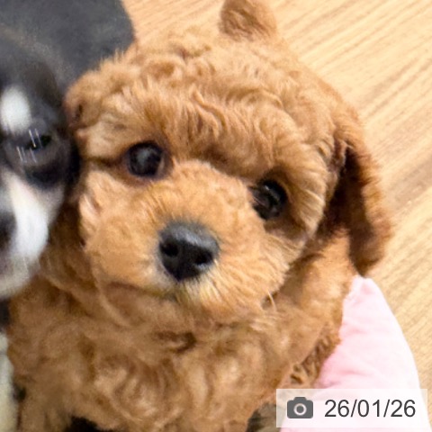 岡山県のトイプードル(トイ) (ペッツワン 岡山南店/2025年11月19日生まれ/女の子/レッド)の子犬の4枚目の画像