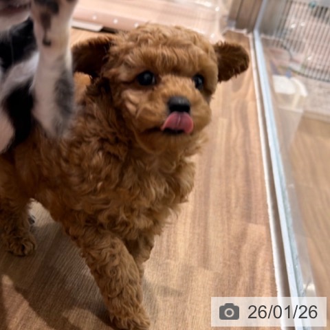 岡山県のトイプードル(トイ) (ペッツワン 岡山南店/2025年11月19日生まれ/女の子/レッド)の子犬の3枚目の画像