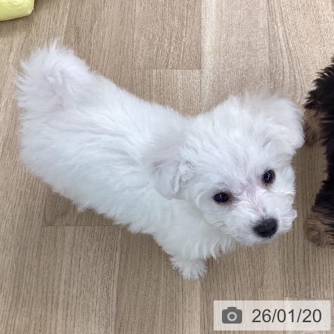 愛媛県のビションフリーゼ (ペットプラス 新居浜店/2025年11月14日生まれ/男の子/ホワイト)の子犬の3枚目の画像