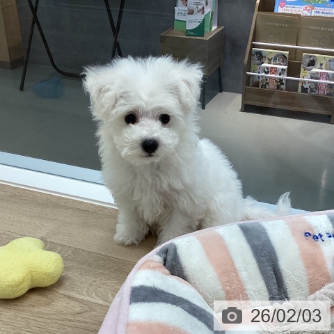 ビション・フリーゼの写真