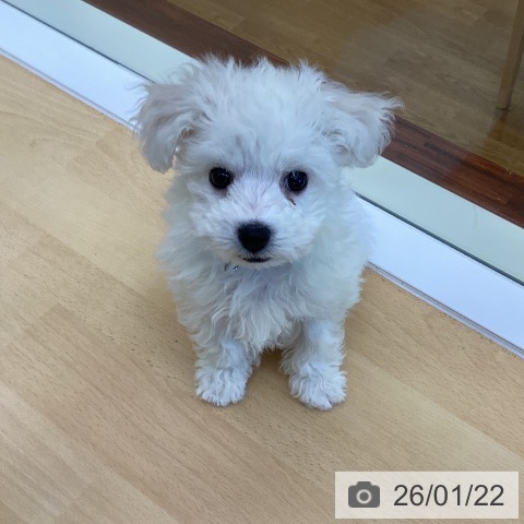 香川県のビションフリーゼ (ペットプラス 綾川店/2025年11月14日生まれ/男の子/ホワイト)の子犬の3枚目の画像