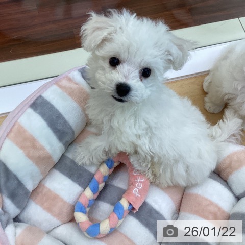 ビション・フリーゼの写真