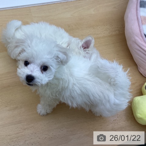 ビション・フリーゼの写真