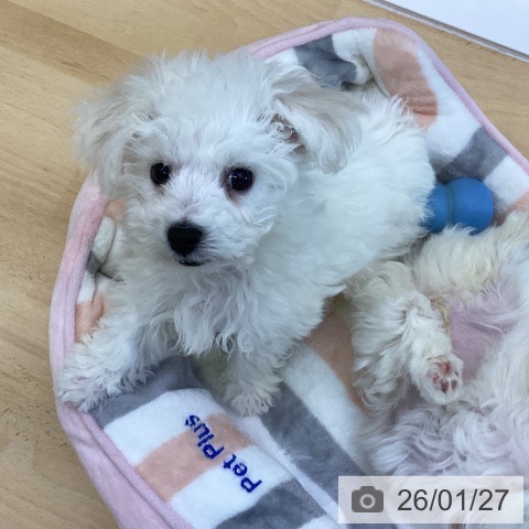 ビション・フリーゼの写真