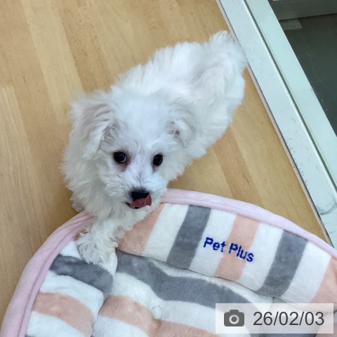 ビション・フリーゼの写真