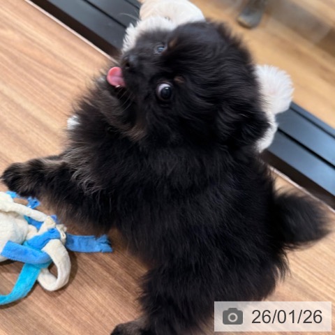 岡山県のポメラニアン (ペッツワン 岡山南店/2025年11月19日生まれ/女の子/ブラックタン)の子犬の4枚目の画像