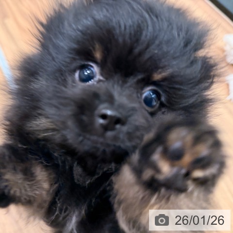 岡山県のポメラニアン (ペッツワン 岡山南店/2025年11月19日生まれ/女の子/ブラックタン)の子犬の3枚目の画像