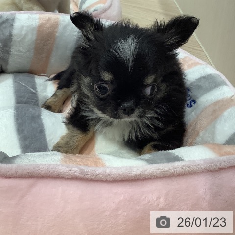 岡山県のチワワ(ロング) (ペットプラス 岡山店/2025年11月17日生まれ/男の子/ブラッククリームホワイト)の子犬の4枚目の画像