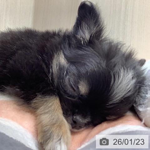 岡山県のチワワ(ロング) (ペットプラス 岡山店/2025年11月17日生まれ/男の子/ブラッククリームホワイト)の子犬の3枚目の画像