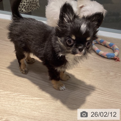 岡山県のチワワ(ロング) (ペットプラス 岡山店/2025年11月17日生まれ/男の子/ブラッククリームホワイト)の子犬の3枚目の画像